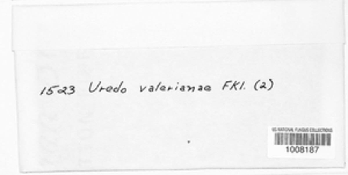 Uromyces valerianae image